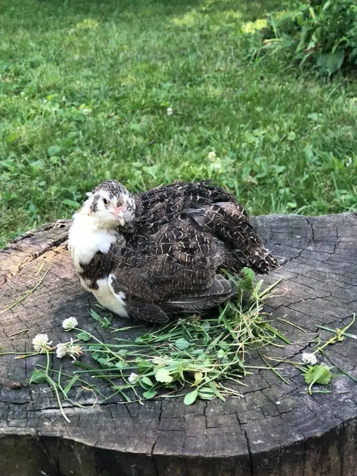 Смокинговые перепела - описание породы