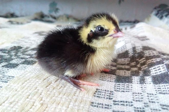 Птенец смокингового перепела