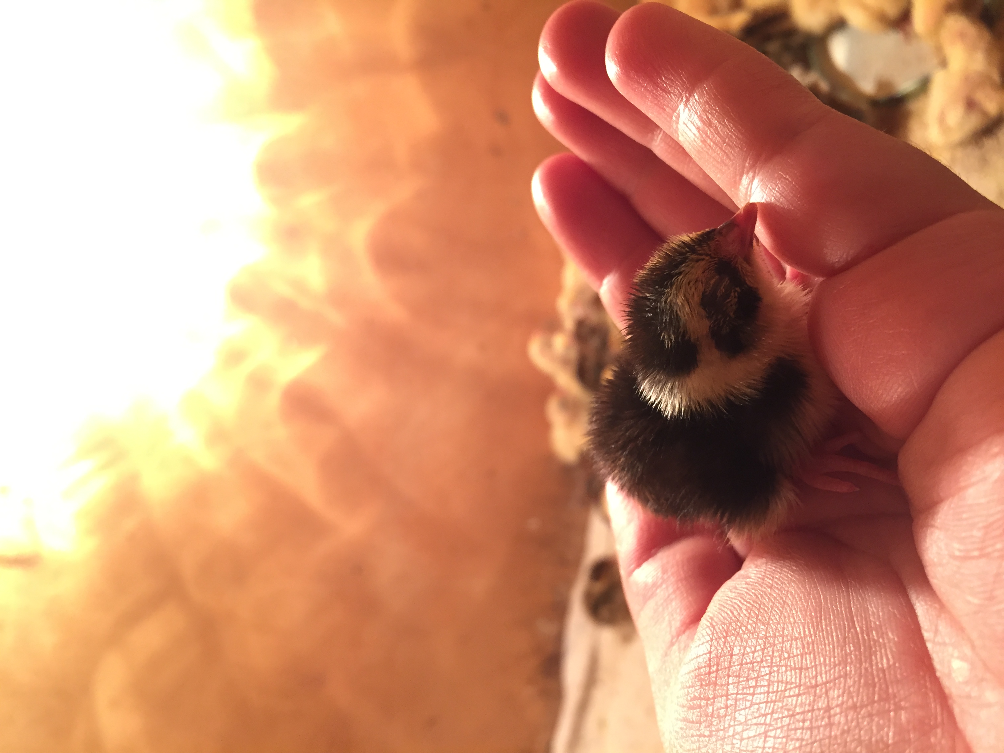 Птенец смокингового перепела