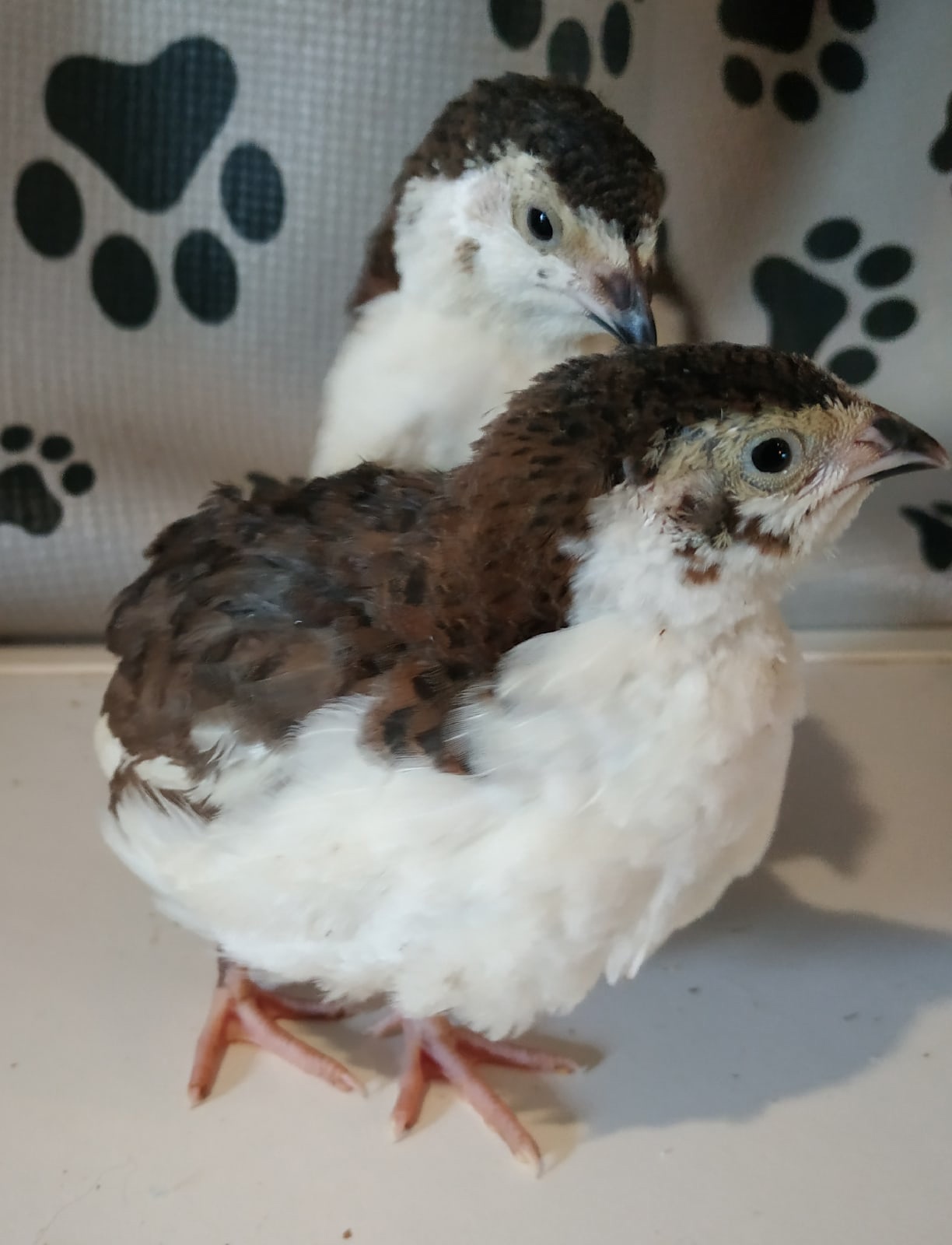 Подрощенные смокинговые перепелята