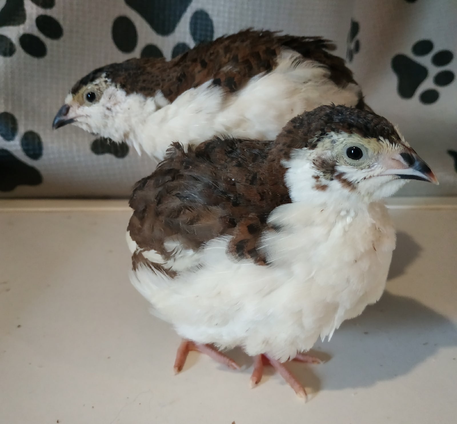 Подрощенные смокинговые перепелята