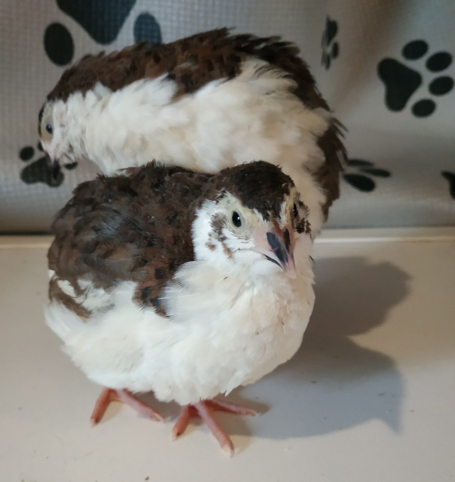 Подрощенные смокинговые перепелята