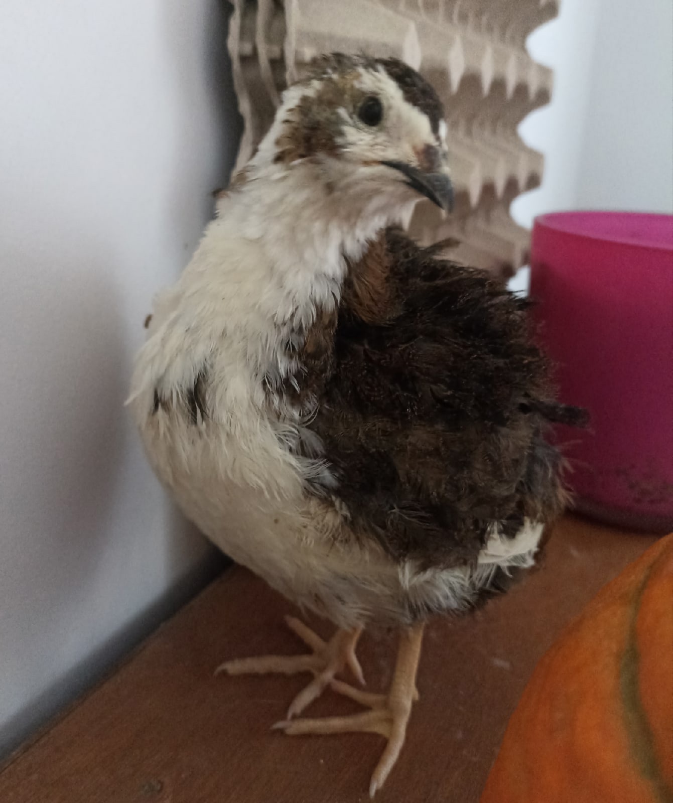 Смокинговый перепел