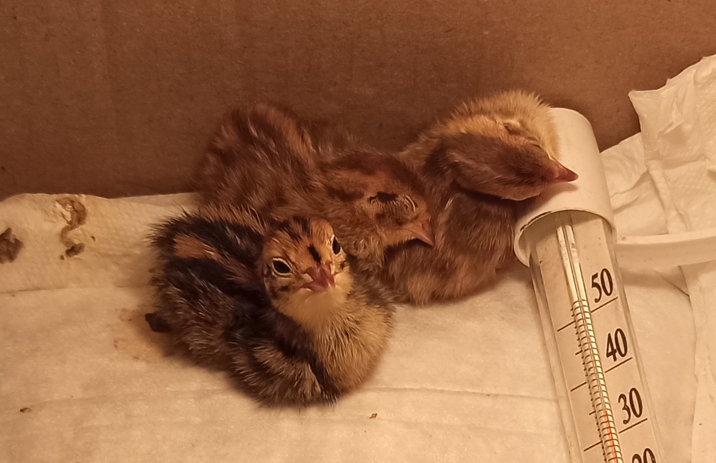 Эксперимент по выводу перепелов из магазинных пищевых яиц