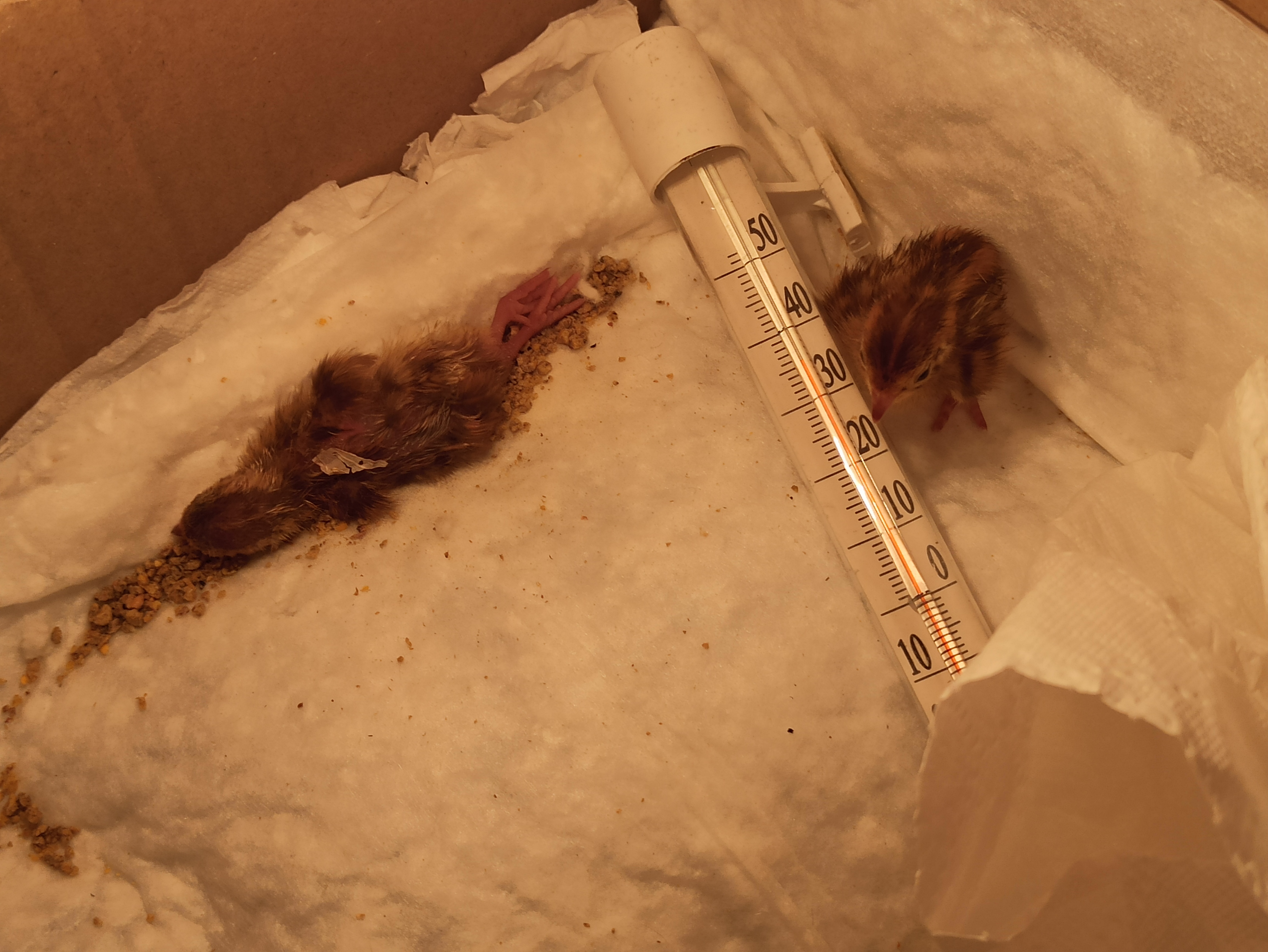 Перепелята на 1й жизни