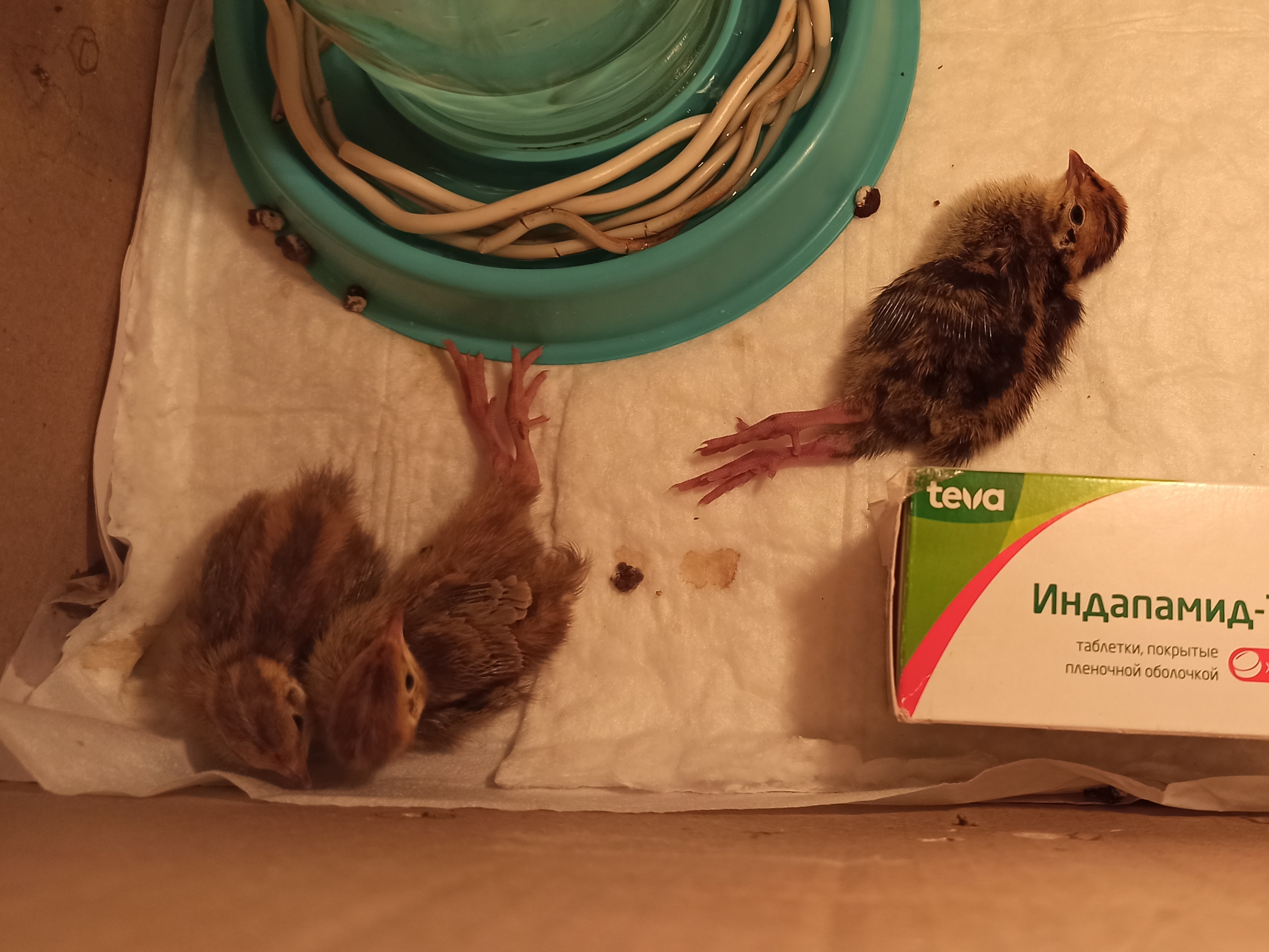 Перепелята 5 дней жизни