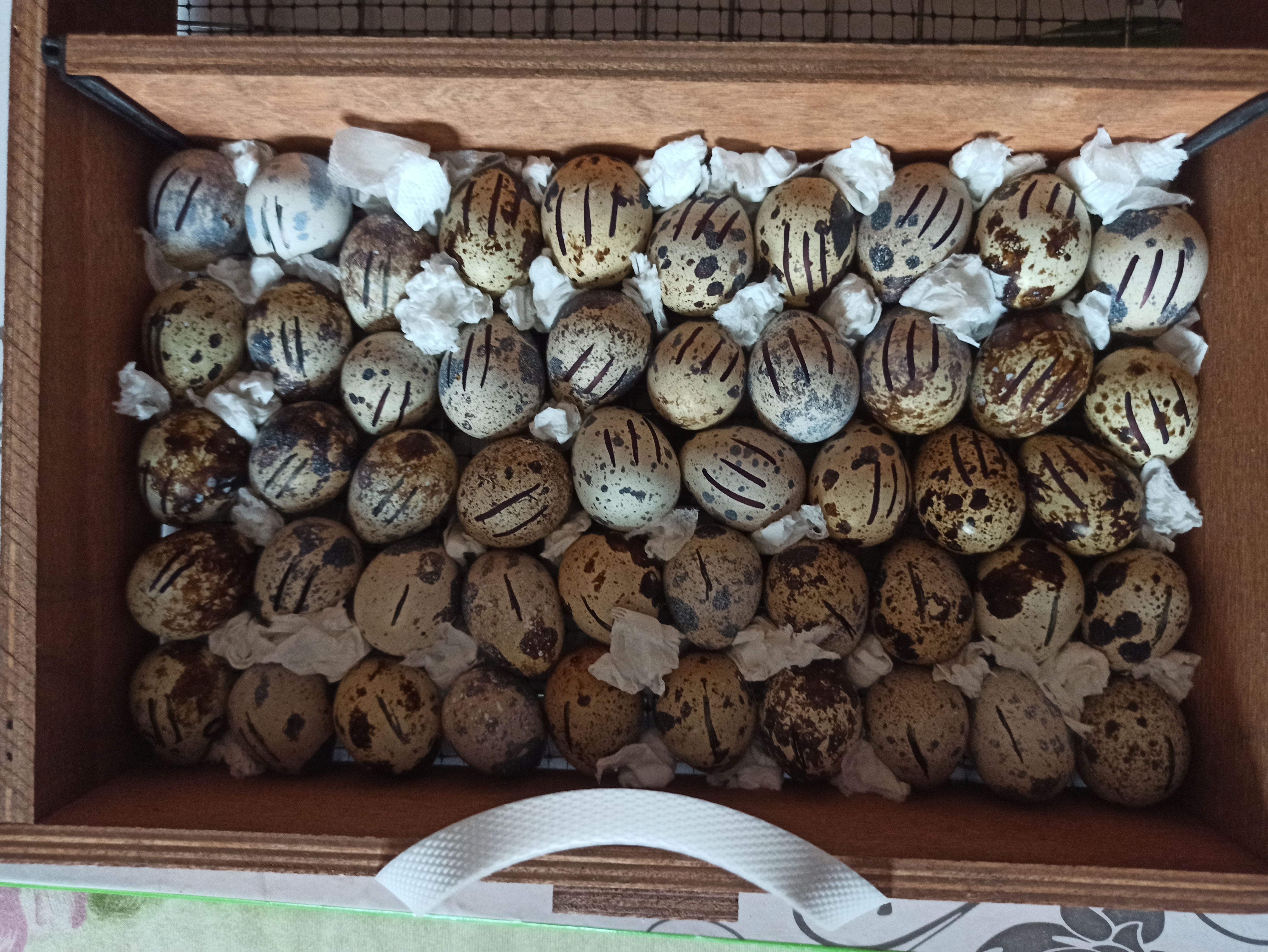 Закладка яиц в инкубатор