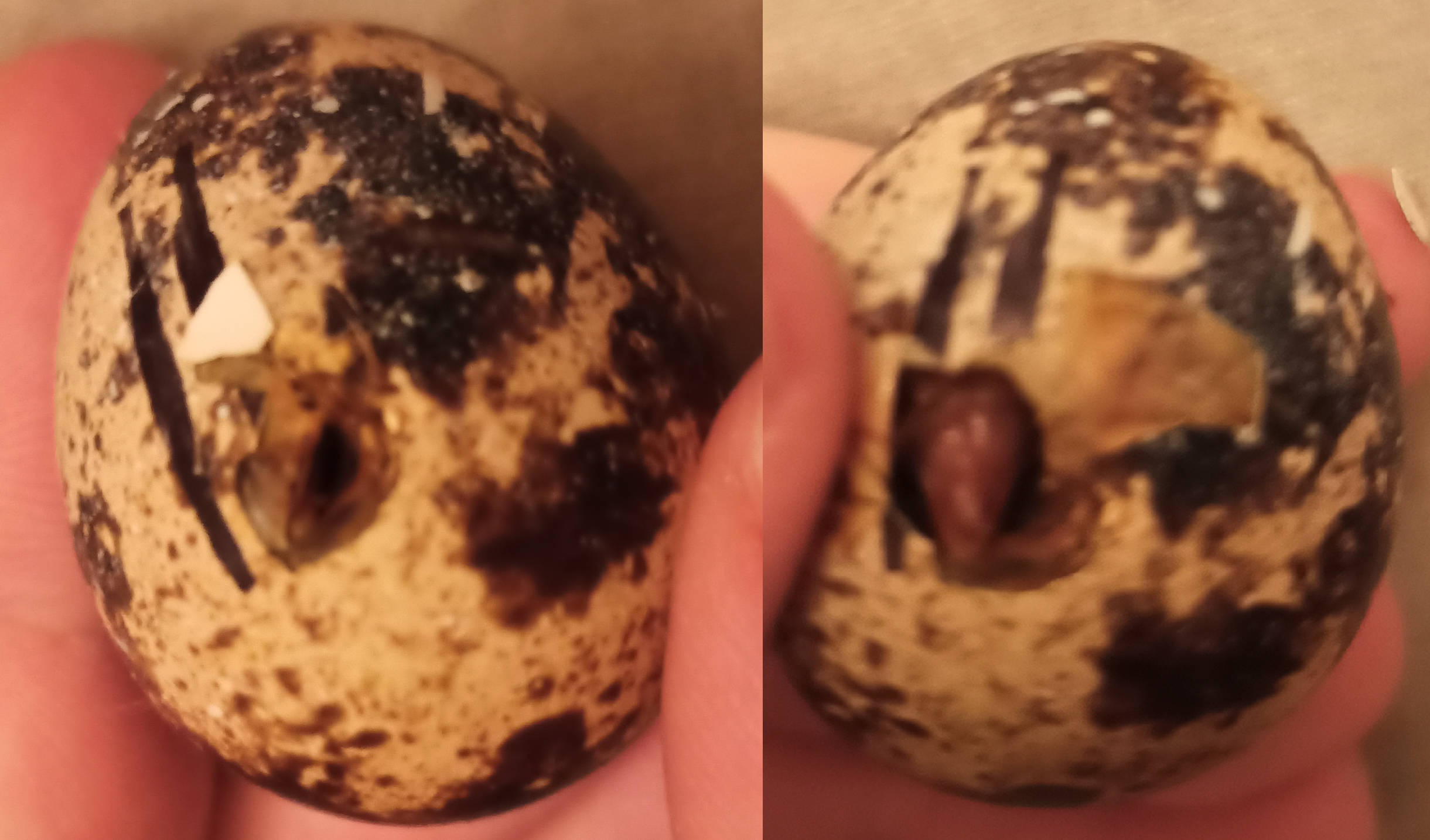 Перепелята на 1 - 2 день жизни