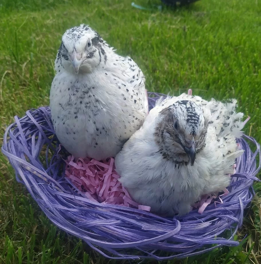 Перепел феникс серебристый