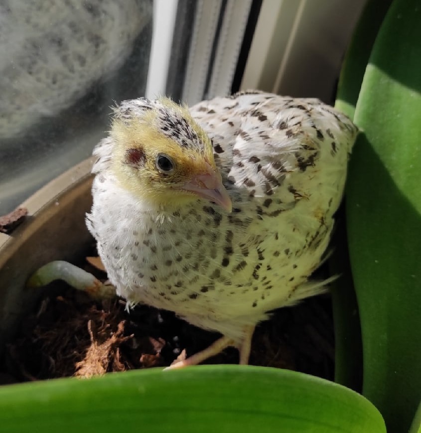 Феникс серебристый птенец