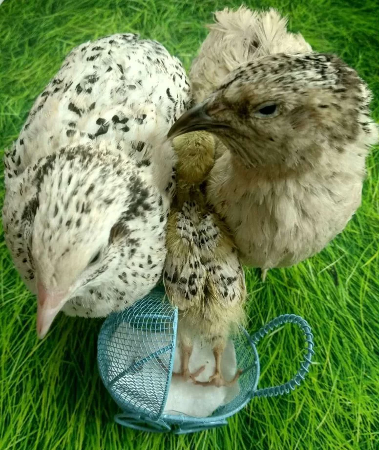 Фениксы серебрянные