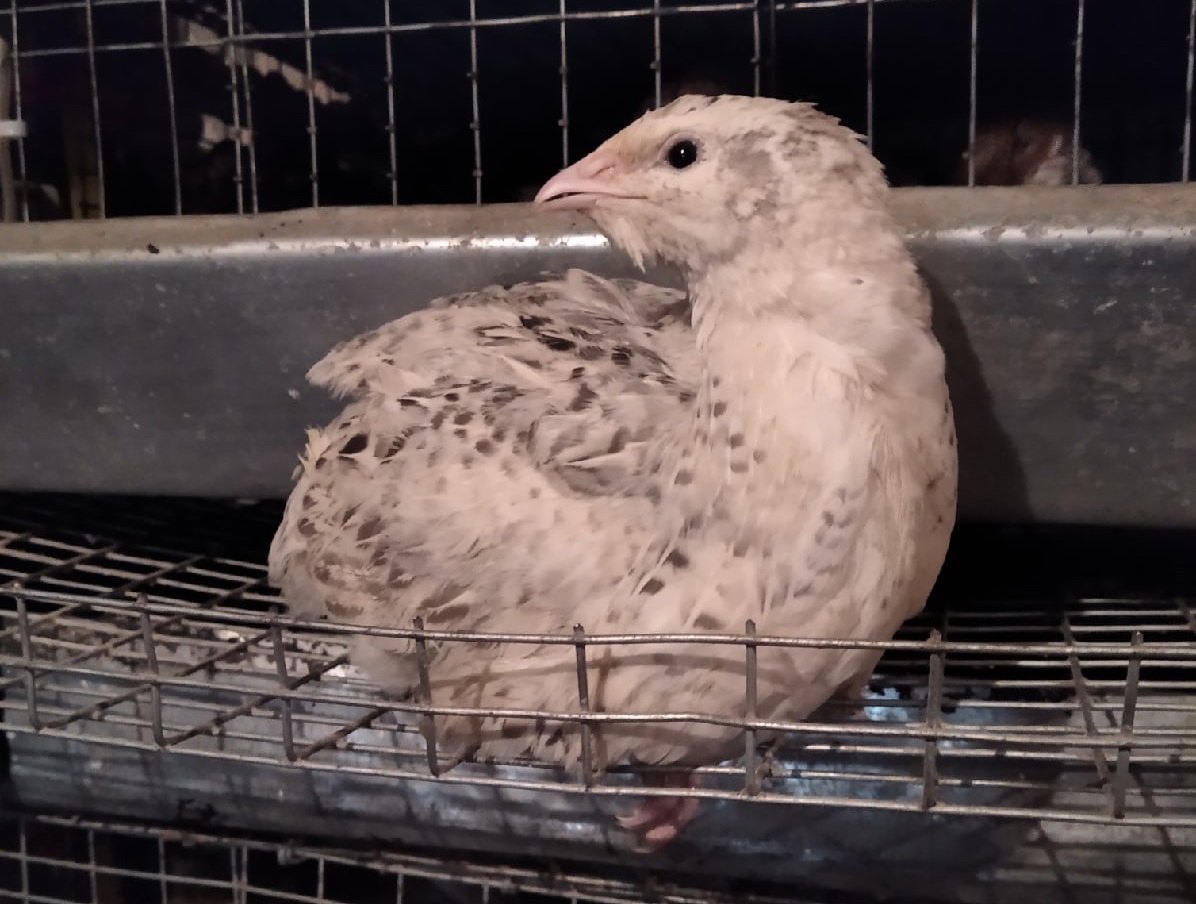 Самка серебристого (мраморного) феникса