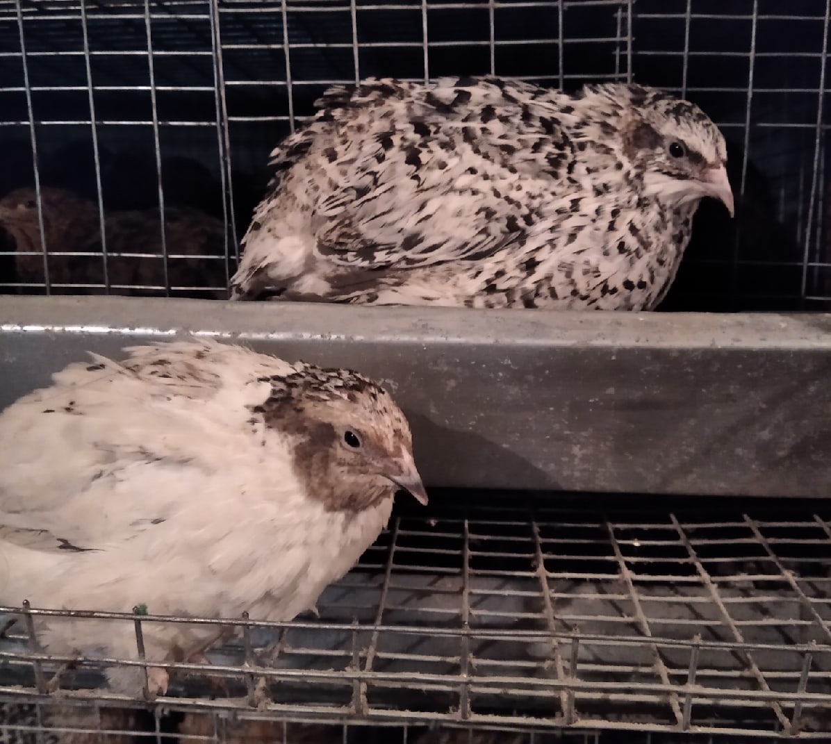 Самка и самец серебристого (мраморного) феникса