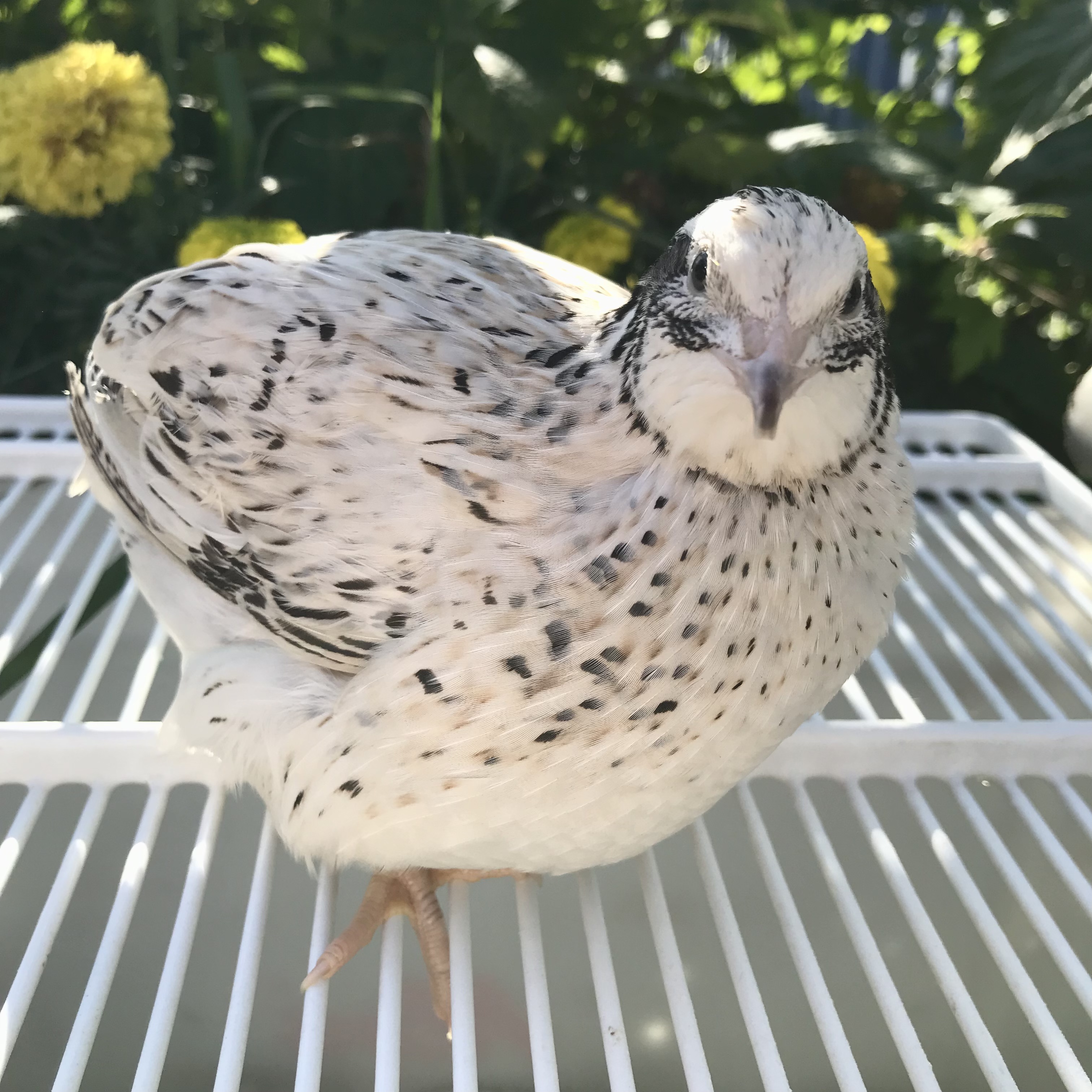 Феникс серебристый