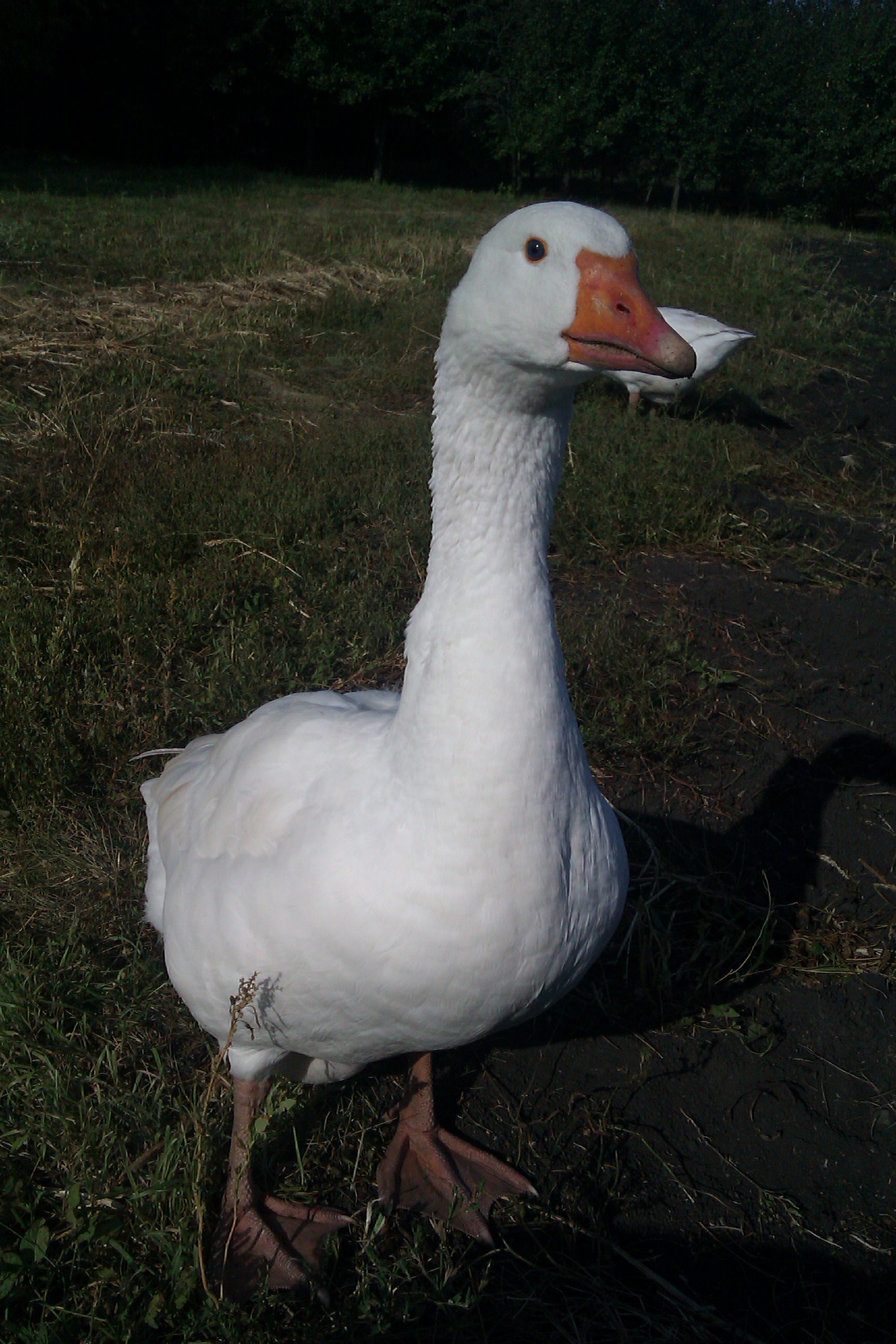 Датский Легард