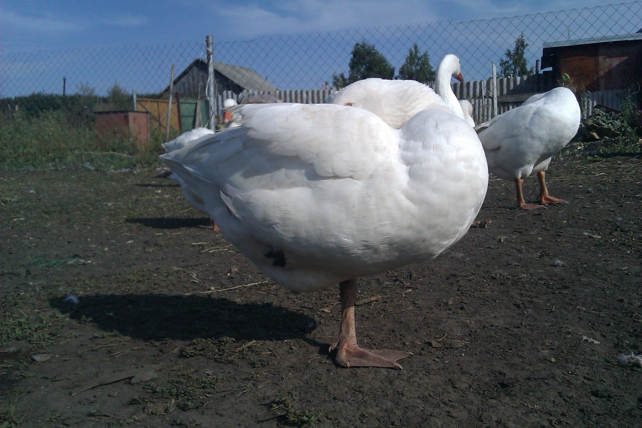 Датский Легард держит равновесие
