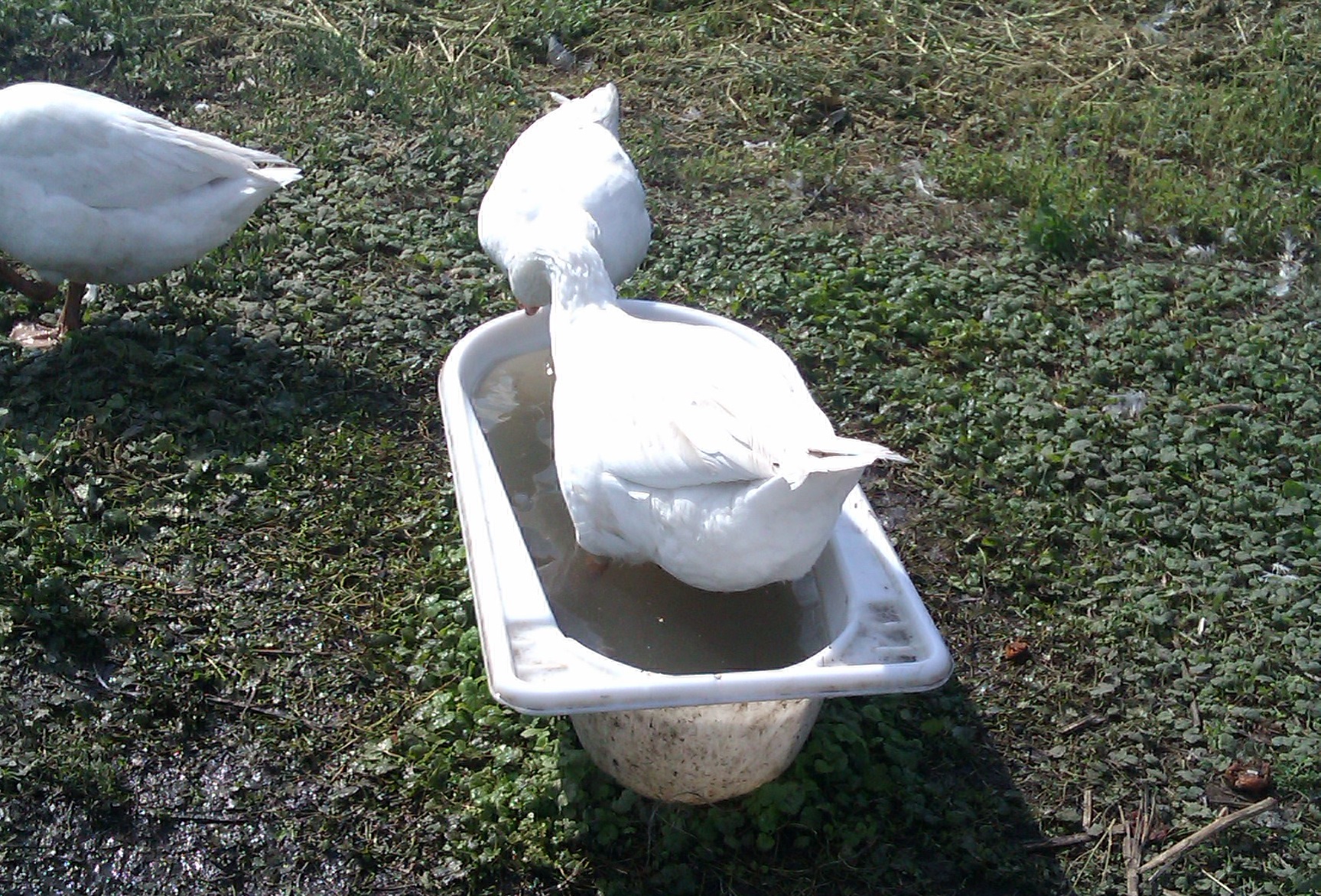 Содержание Датских Легардов без доступа к водоёму