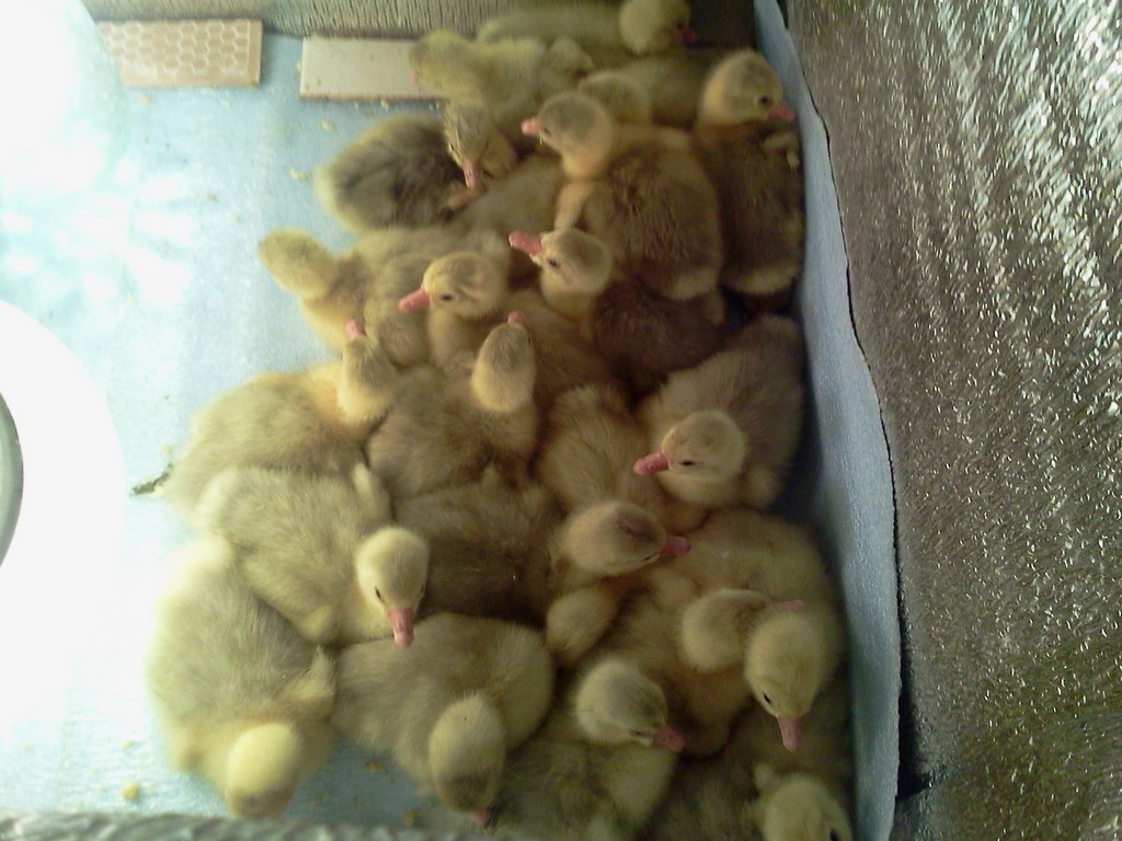 Гусята Датского Легарда