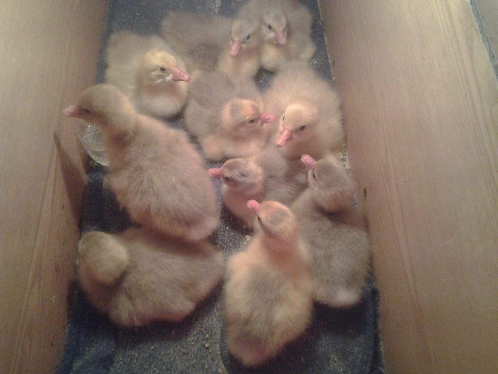 Гусята Датского Легарда