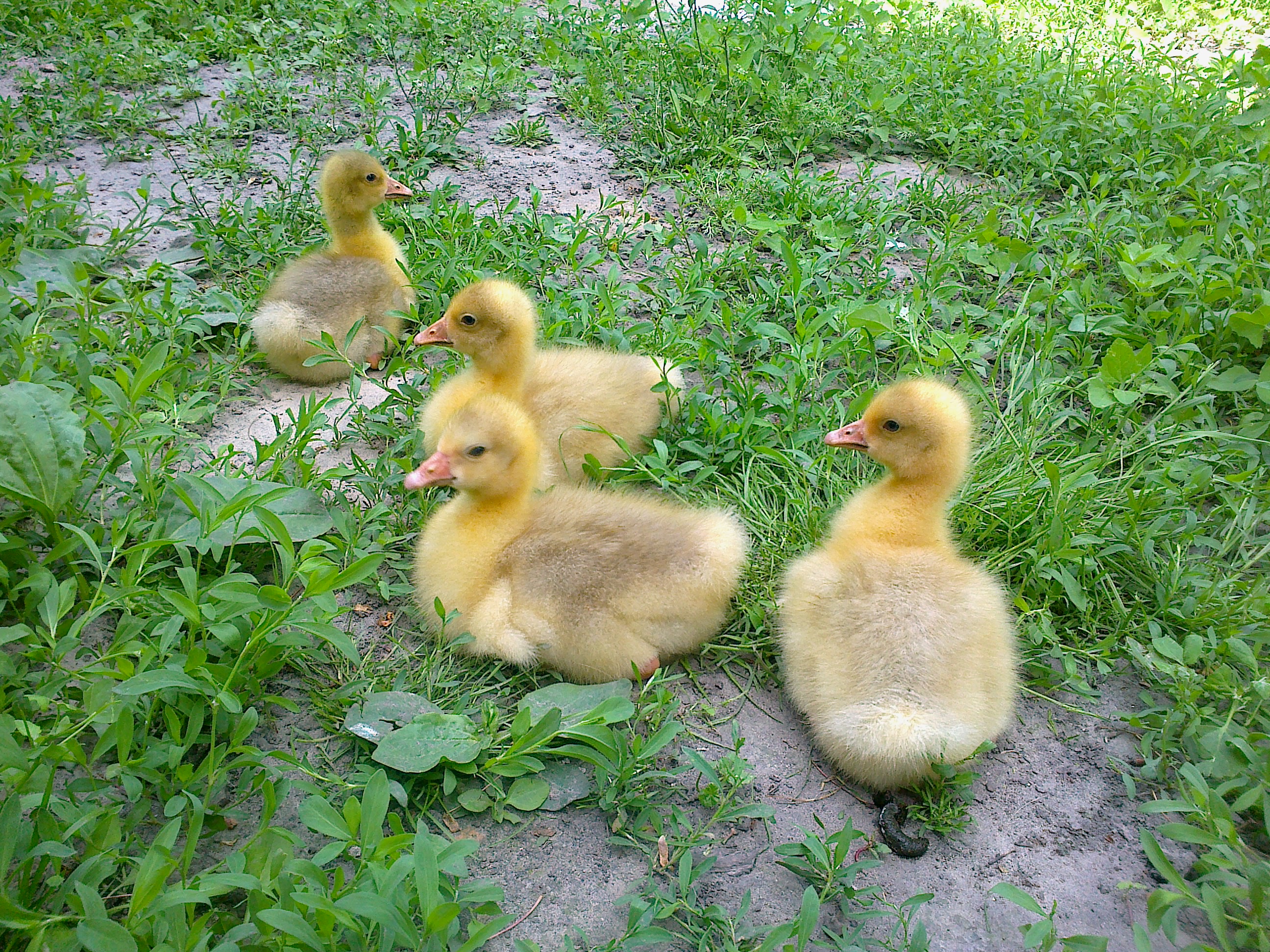 Гусята Датского Легарда