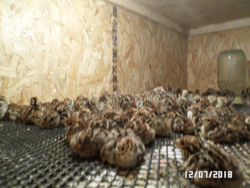 Двухдневные птенцы куропаток