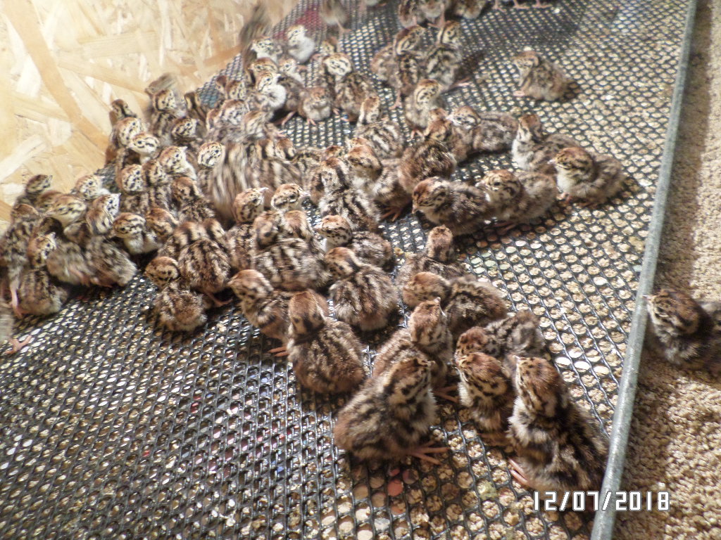 Двухдневные птенцы куропаток