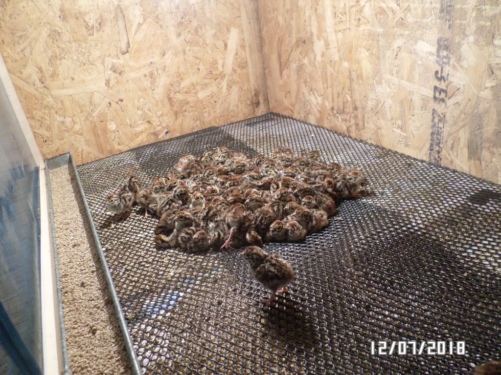 Двухдневные птенцы куропаток