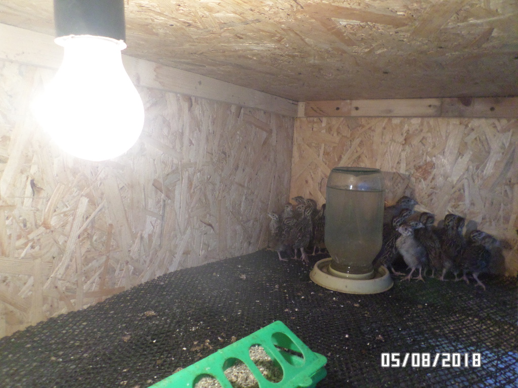 Куропатки в возрасте 3.5 недели