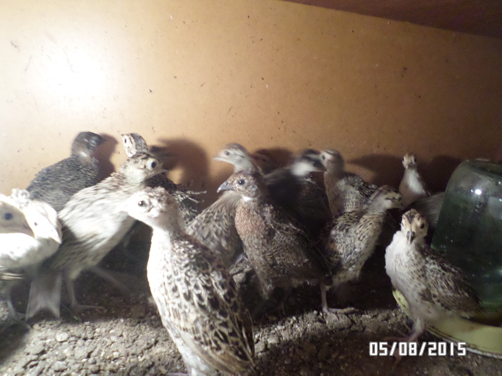 Подростки серой куропатки