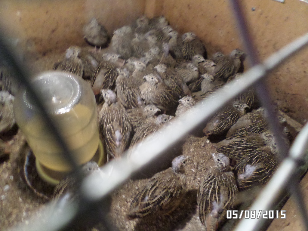 Подростки серой куропатки