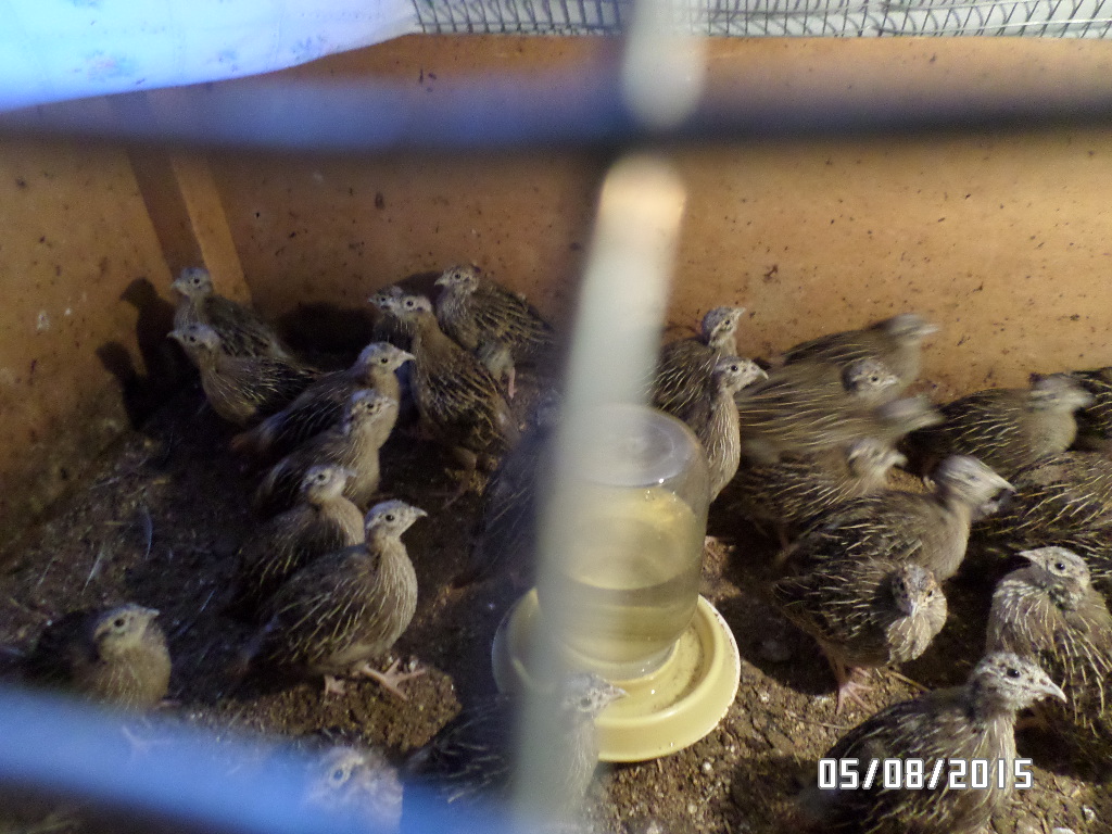 Подростки серой куропатки