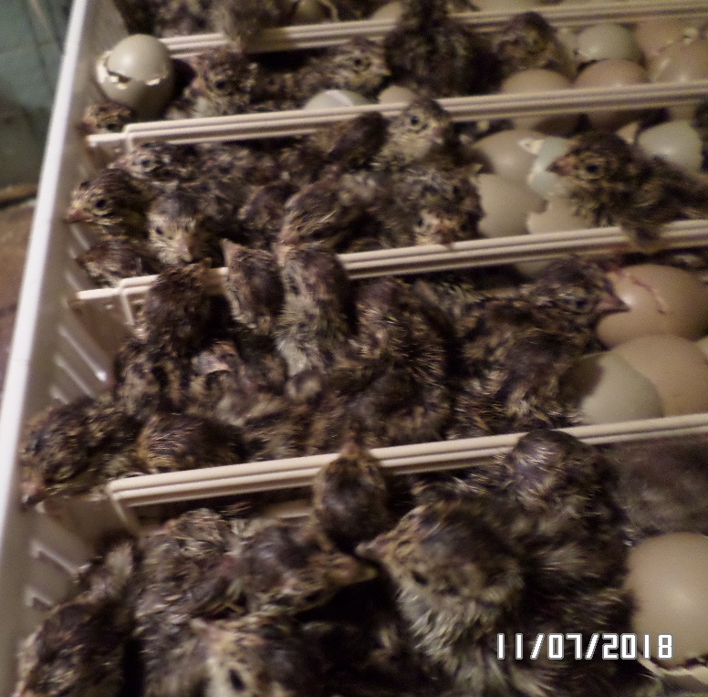 Вылупление куропаток