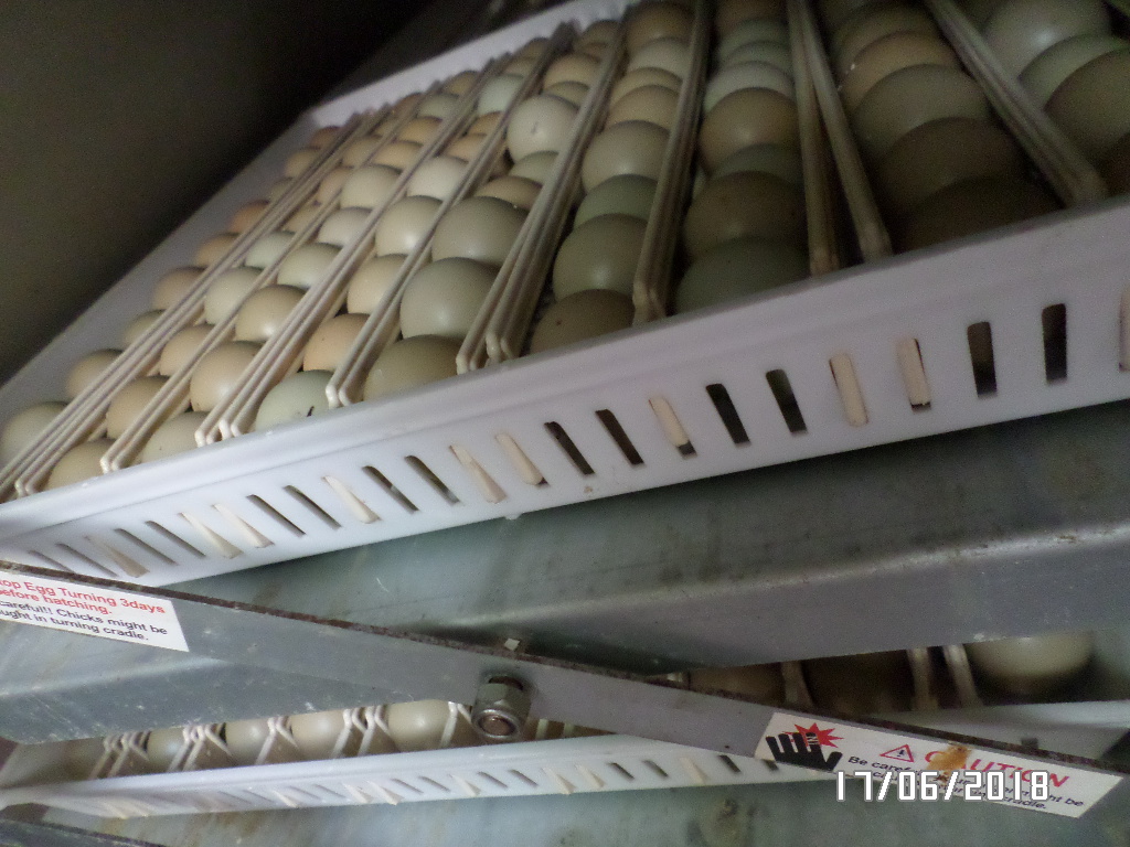 Яйца куропаток перед закладкой в инкубатор