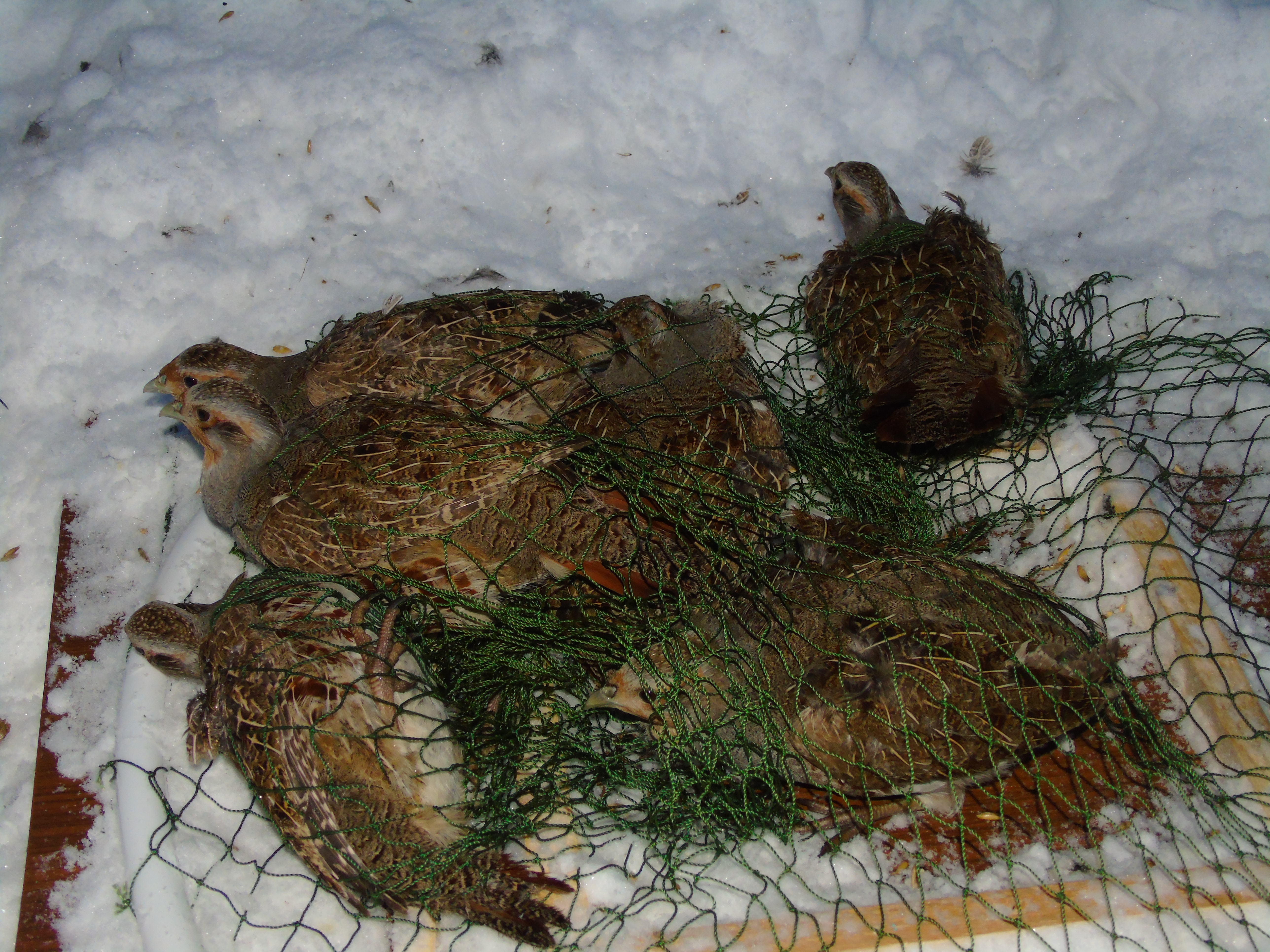 Пойманные куропатки