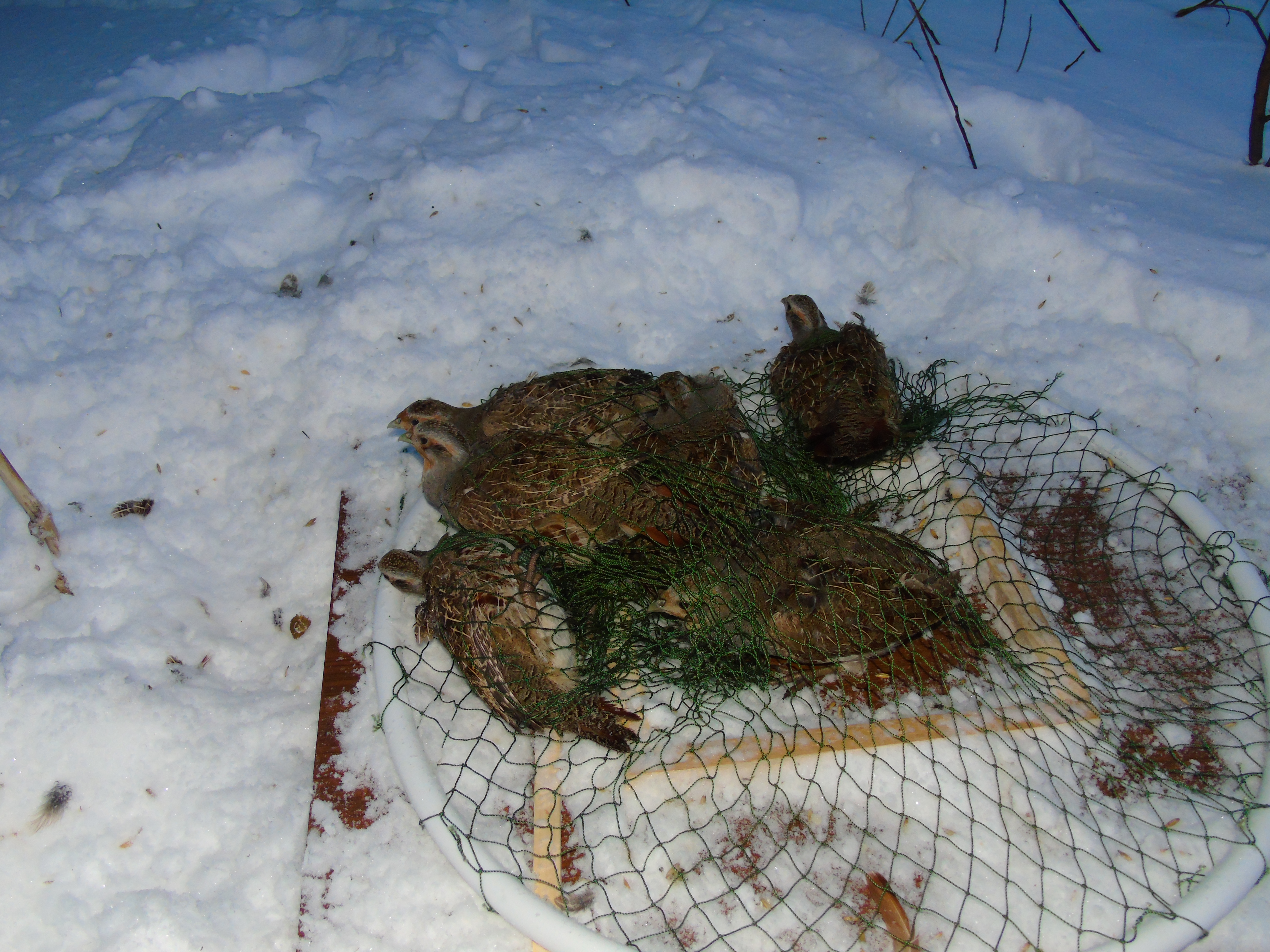 Пойманные куропатки