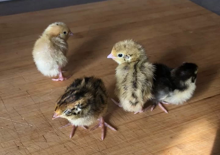 Породы перепелов