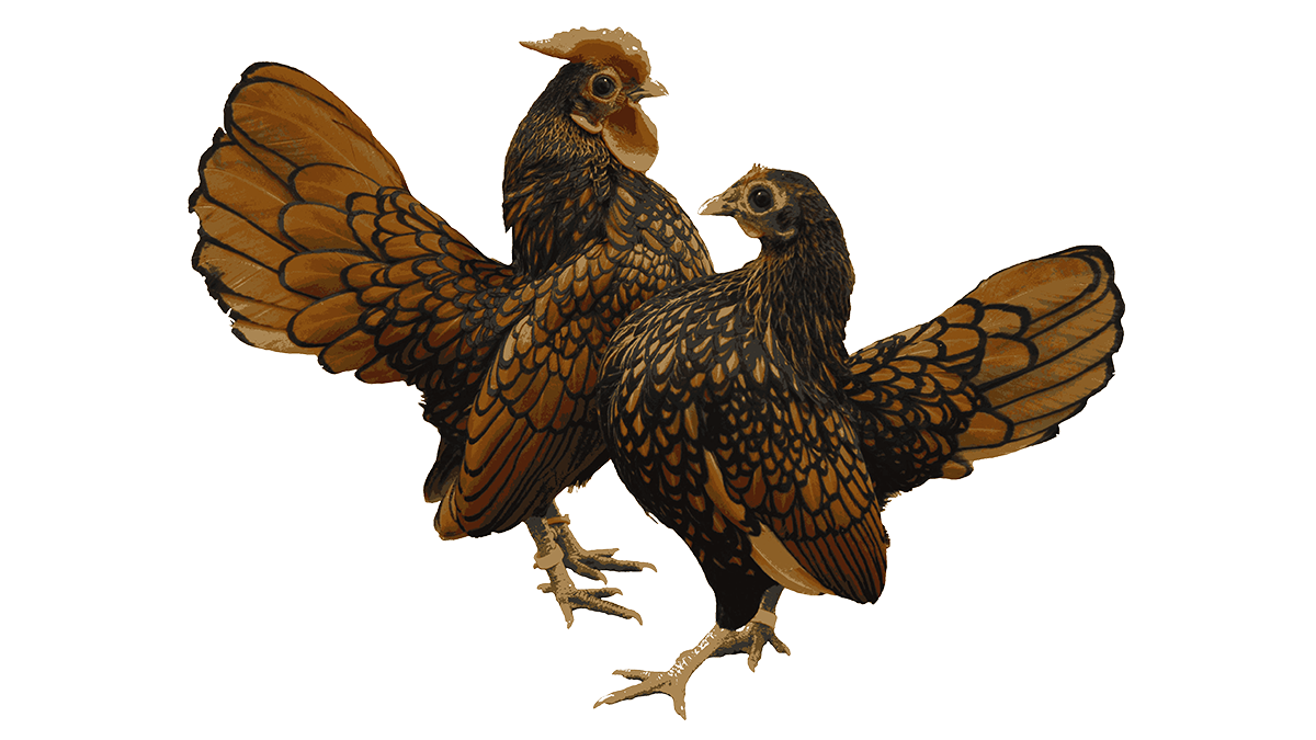 Это картинка